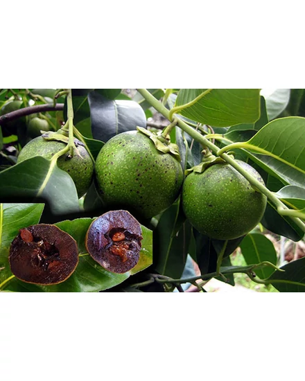 datolyaszilva termése vaniglia