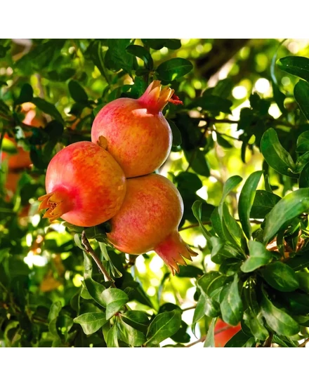 Gránátalma fa wonderful eladó