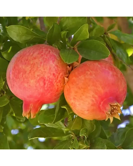 Gránátalma fa 'Emericus' Magyar szelekció - Punica granatum eladó