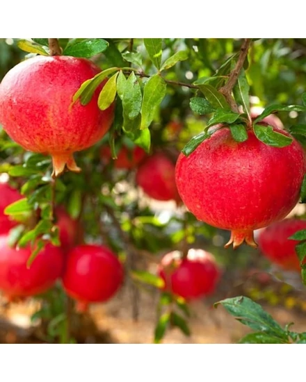 Gránátalma fa melagrana rosso eladó