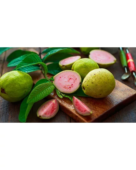 Közönséges guáva 'Psidium guajava' - fa