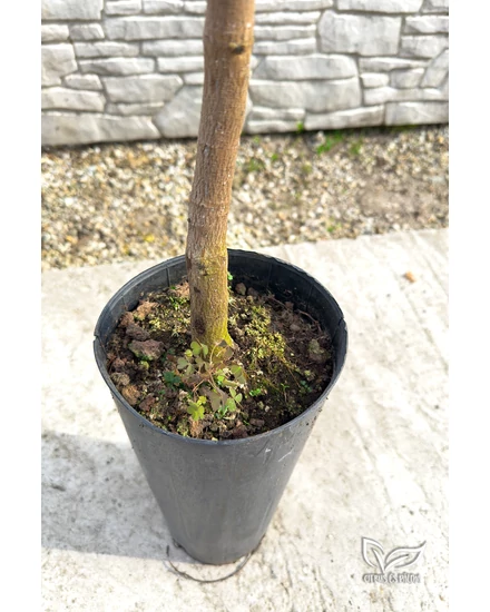 Mango 'Kensington Pride' Baum zu verkaufen | Citrus & Palm - Gardening  Webshop