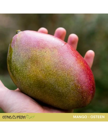mango - osteen fa eladó