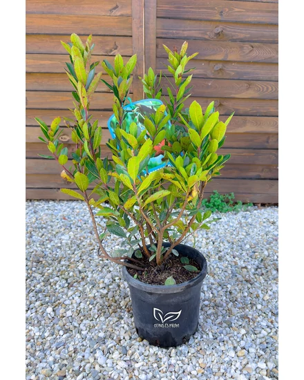 Nyugati szamócafa - Arbutus unedo