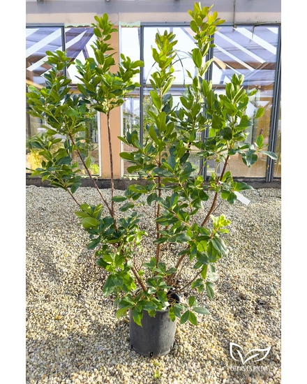 Nyugati szamócafa - Arbutus unedo