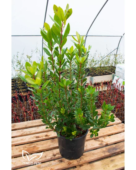 Nyugati szamócafa - Arbutus unedo
