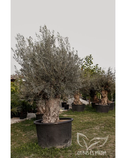 Olajfa - Olea europaea