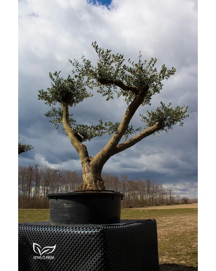 "Bonsai Pom-Pom" Olivenbaum - Olea europaea