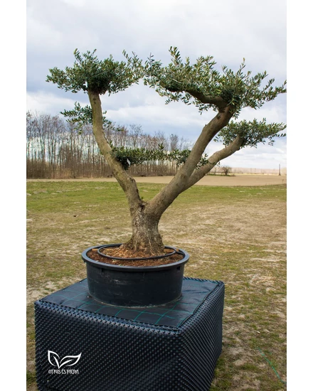 Pom-Pom Olajfa - Olea europaea