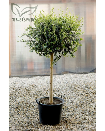Olajfa - Olea europaea