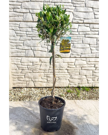 Olajfa - Olea europaea 19 cm cserépben