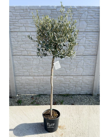 Olajfa - Olea europaea 24 cm cserépben