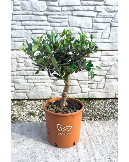 Olajfa - Olea europaea 20 cm cserépben