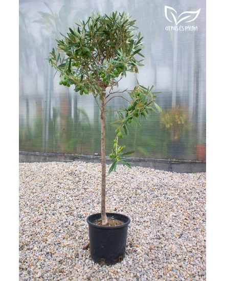 Olajfa - Olea europaea 24 cm cserépben