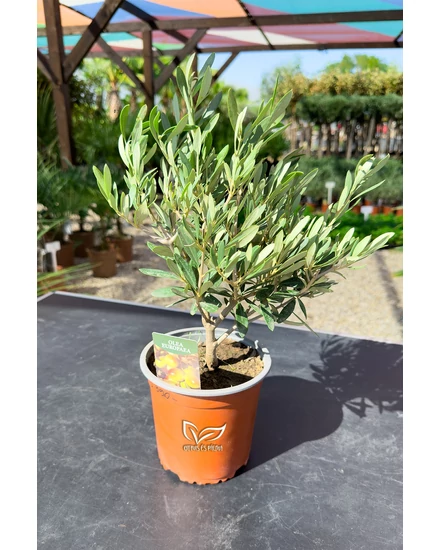Olajfa - Olea europaea 14 cm cserépben