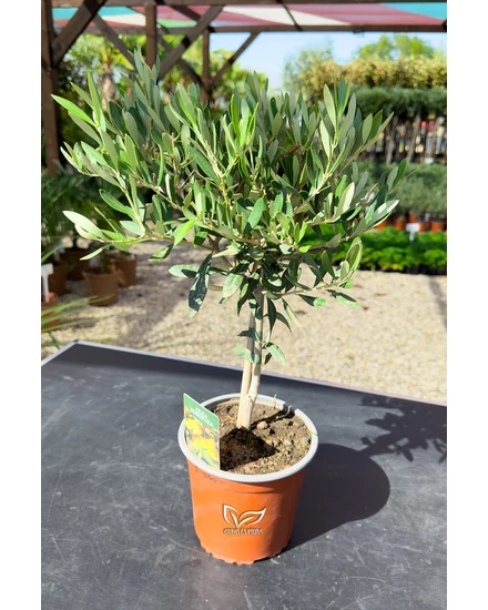 Olajfa - Olea europaea 14 cm cserépben