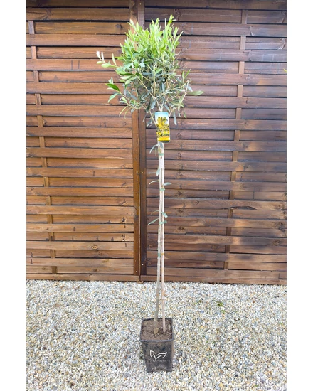 Olajfa - Olea europaea 20 cm cserépben