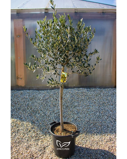 Olajfa - Olea europaea 35 cm cserépben