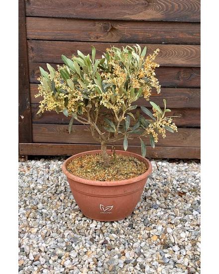 Olajfa - Olea europaea 18 cm cserépben