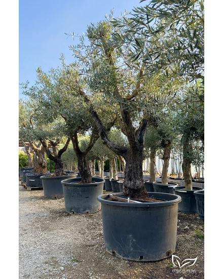 Olajfa - Olea europaea