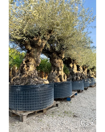 Olajfa - Olea europaea