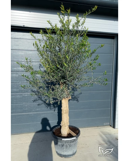 Olajfa - Olea europaea 45 cm cserépben