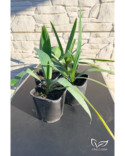 Sabal minor – Szabalpálma pálma csomag 4 db-os 