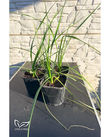 Pálma csomag 4 db-os Sabal + Roebelenii