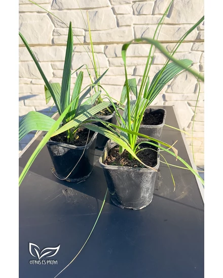 Pálma csomag 4 db-os Sabal + Roebelenii