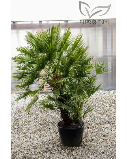 eruópai törpepálma, Chamaerops humilis