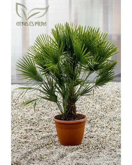 eruópai törpepálma, Chamaerops humilis