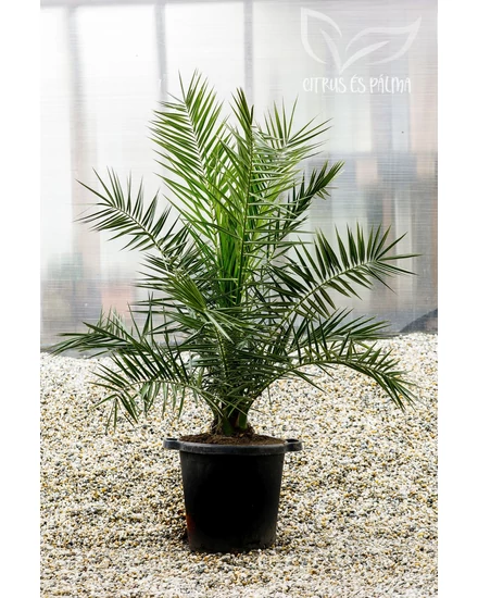 kanári datolyapálma, phoenix canariensis cserépben