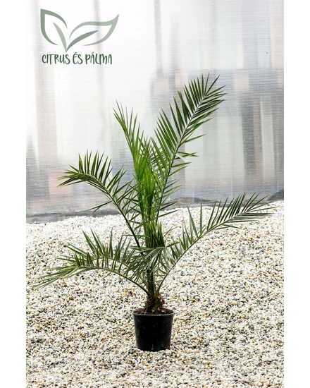 kanári datolyapálma, phoenix canariensis cserépben