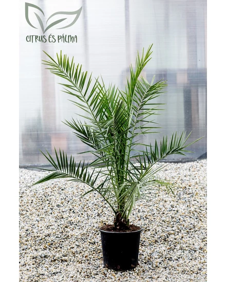 kanári datolyapálma, phoenix canariensis cserépben