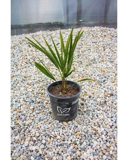 Kínai kenderpálma - Trachycarpus fortunei cserépben