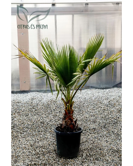 mexikói legyezőpálma, washingtonia robusta cserépben