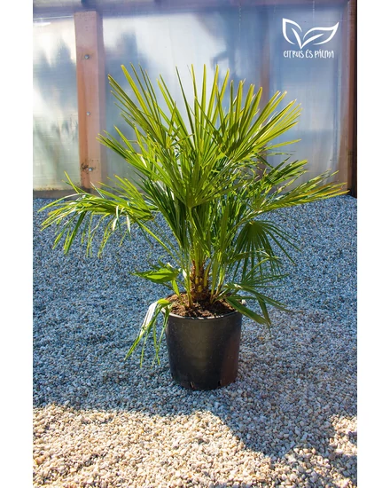 eruópai törpepálma, Chamaerops humilis  Lószőrpálma - Chamaerops humilis 28 cm cserépben