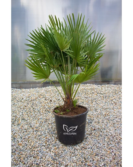 Chamaerops humilis 'Vulcano' - pálmafa 24 cm-es cserépben