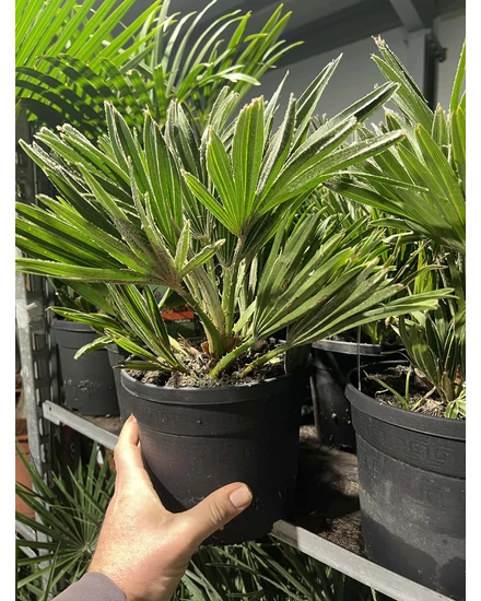 Chamaerops humilis 'Vulcano' - pálmafa 14 cm-es cserépben
