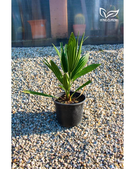 Chamaerops humilis 'Vulcano' - pálmafa 14 cm-es cserépben
