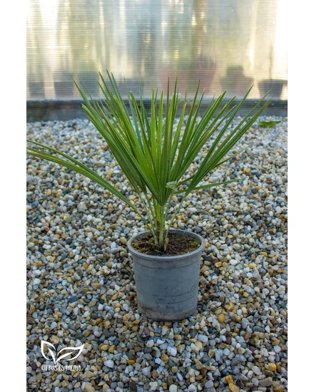 eruópai törpepálma, Chamaerops humilis