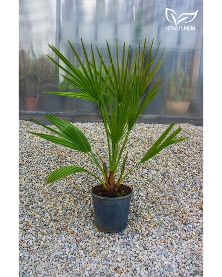 eruópai törpepálma, Chamaerops humilis