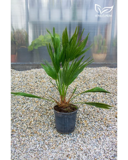 ch. humilis vulcano