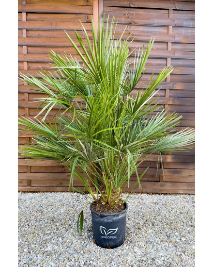Lószőrpálma Chamaerops humilis