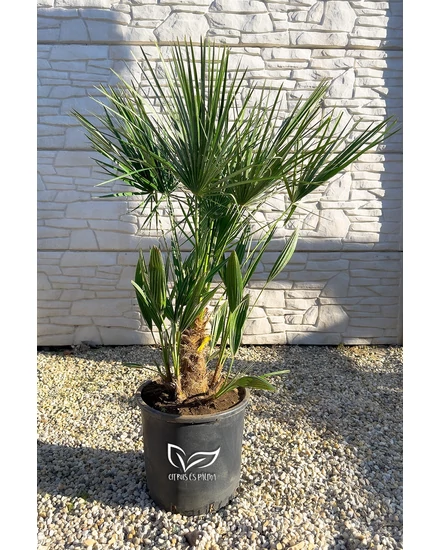 eruópai törpepálma, Chamaerops humilis  Lószőrpálma - Chamaerops humilis 28 cm cserépben