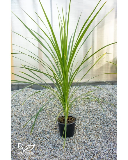Déli bunkóliliom cserépben - Cordyline australis