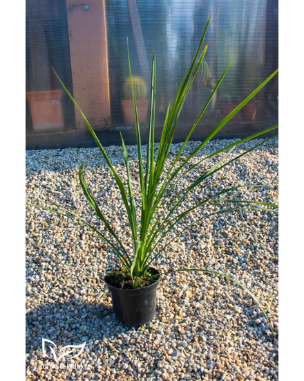 Déli bunkóliliom cserépben - Cordyline australis
