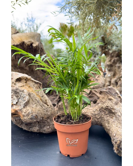 Gyompálma - Chamaedorea elegans eladó