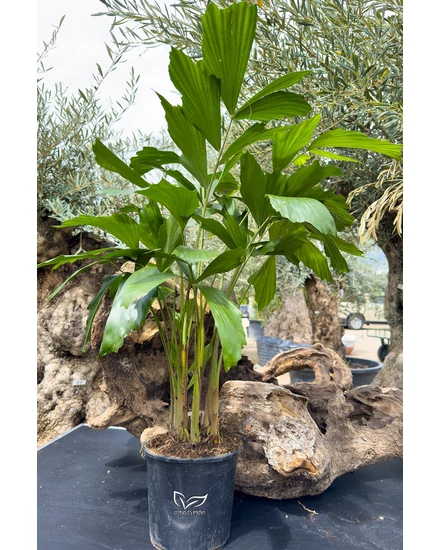 Halfarokpálma - Caryota mitis