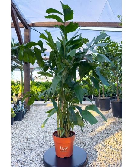Halfarokpálma - Caryota mitis